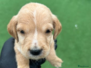 Mixed Breed dogs - Advert 4