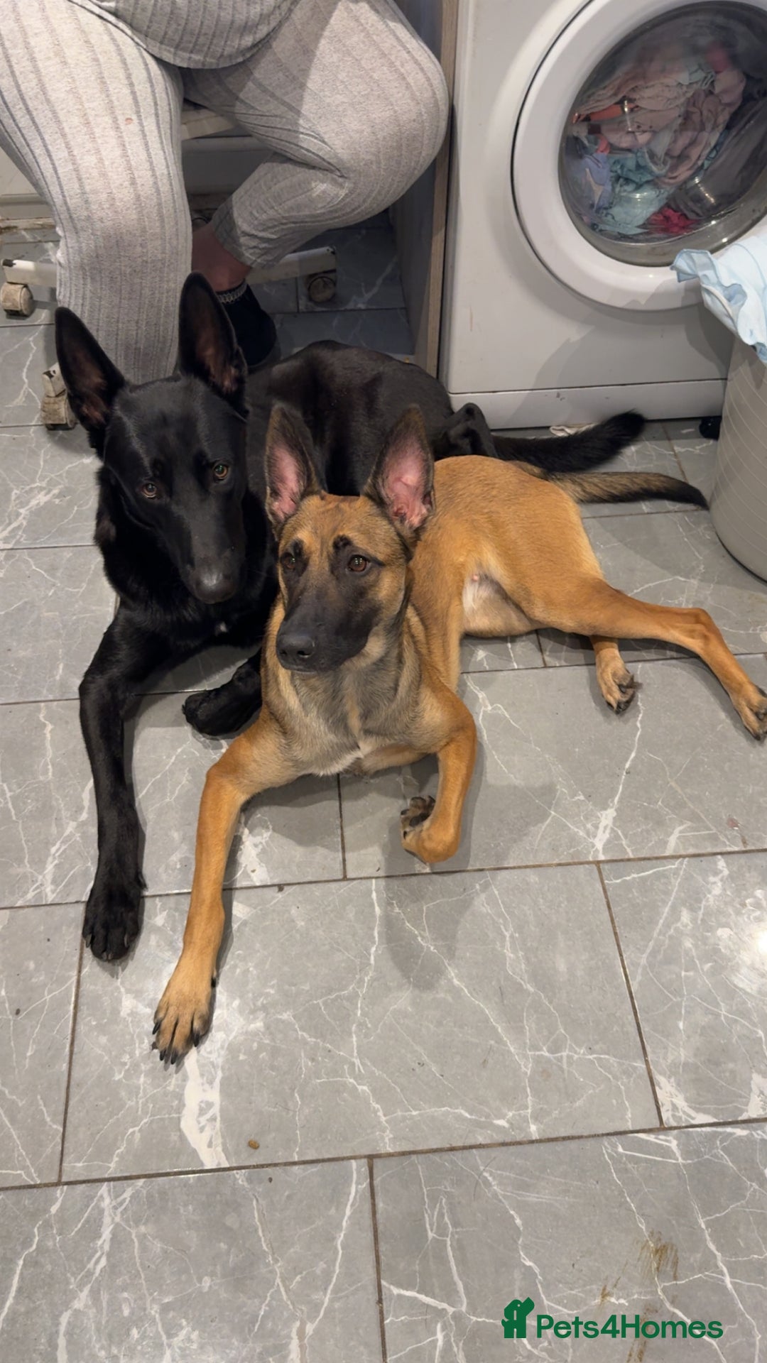 Belgian Shepherd Dog dogs for sale: Belgian malinois - Image 2