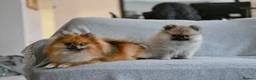 Pomeranian dogs for sale: Gorgeous small Pomeranian puppies 🐻 - Advert 4