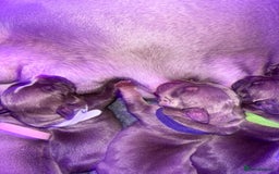 American Bully dogs for sale: Pocket bully puppy’s  - Image 16