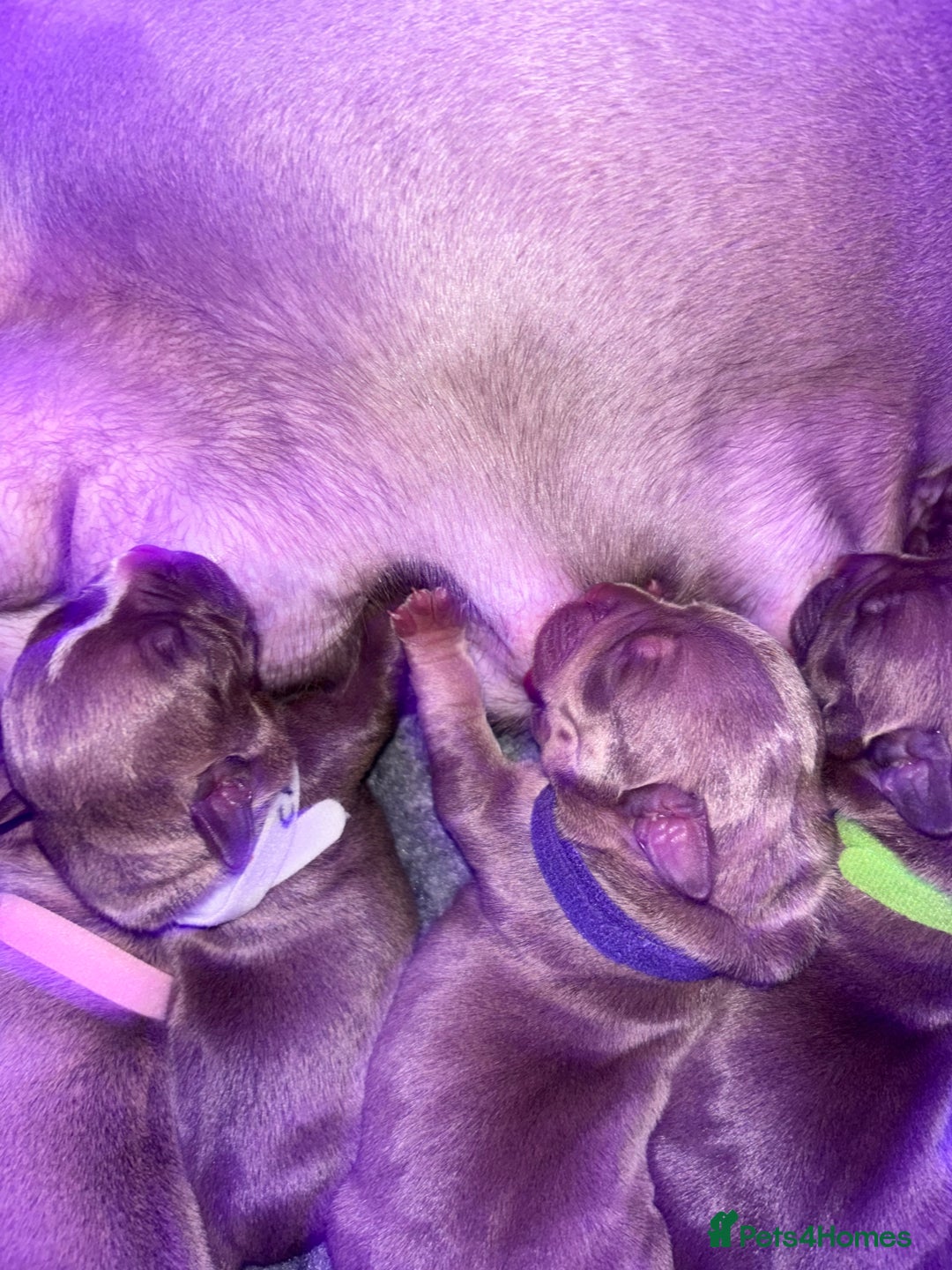 American Bully dogs for sale: Pocket bully puppy’s  - Image 16