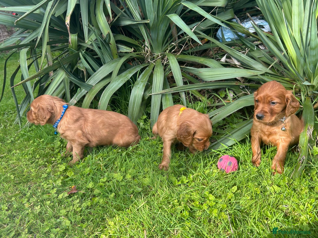 Mixed Breed dogs for sale: Beautiful litter of Golden Irish Puppies  - Image 15