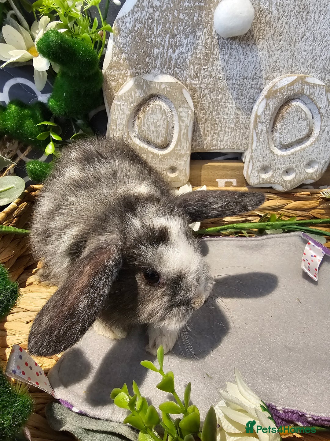 Mini Lop rabbits for sale: Beautiful mini lop babies  - Advert 5