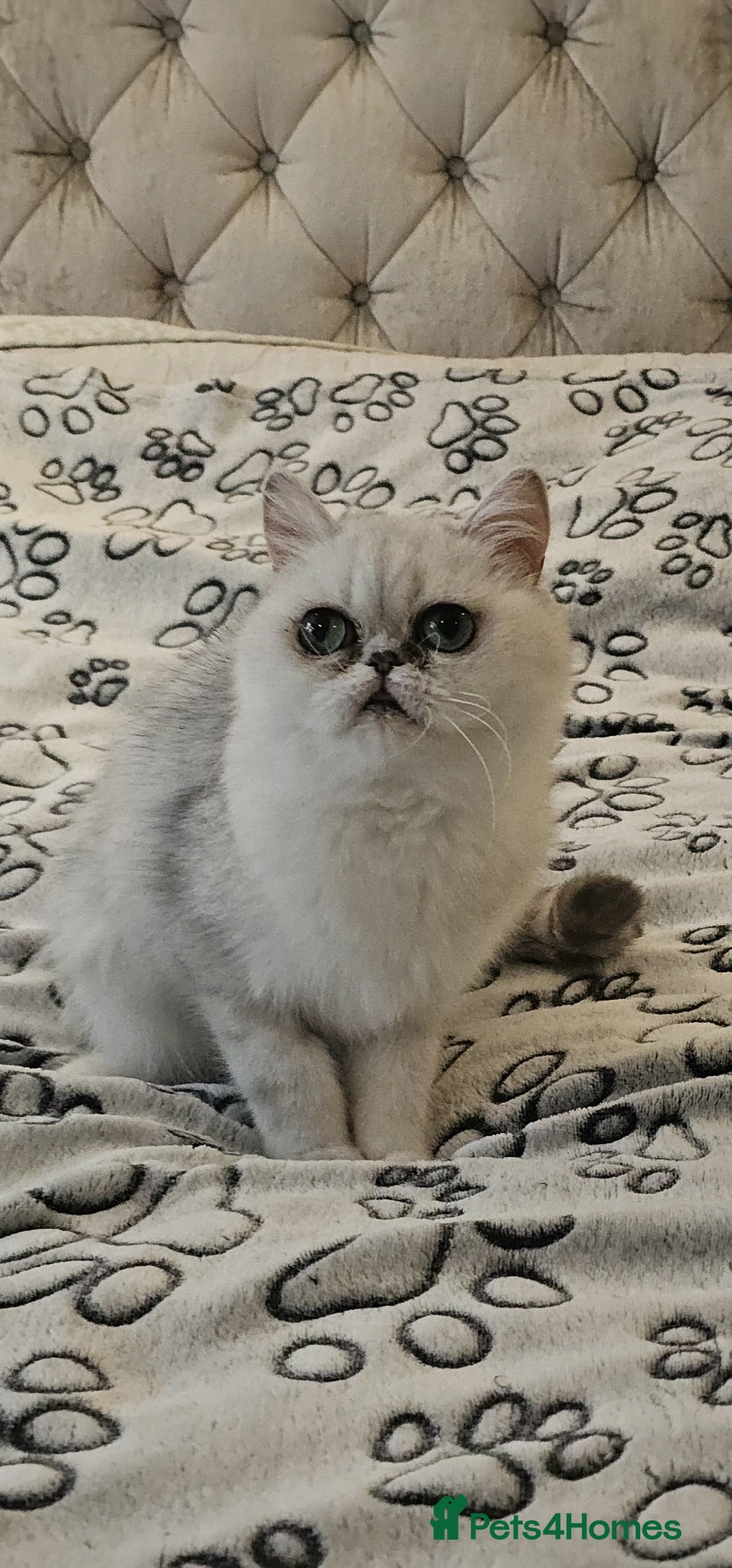 Exotic cats Silver added exotic shorthair girl - Advert 1