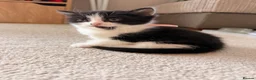 Mixed Breed cats for sale: Kittens available  - Advert 19