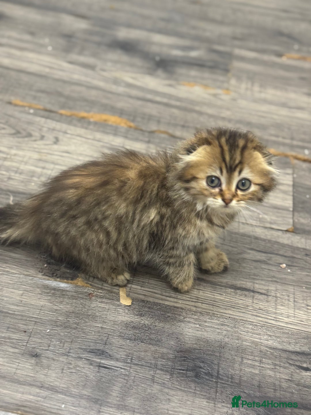 Scottish Fold cats for sale: Golden Scottish fold  - Image 16