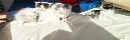 Ragdoll cats for sale: 🐾 5 Beautiful Ragdoll Cross Kittens 🐾 in Southampton - Advert 7
