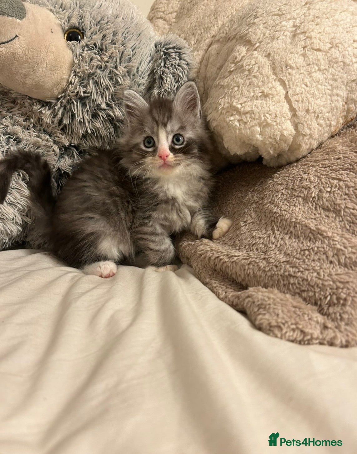 Maine Coon cats Stunning Maine coon cubs for sale SOME POLYDACTYL - Advert 5