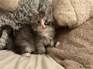 Maine Coon cats Stunning Maine coon cubs for sale SOME POLYDACTYL - Advert 5