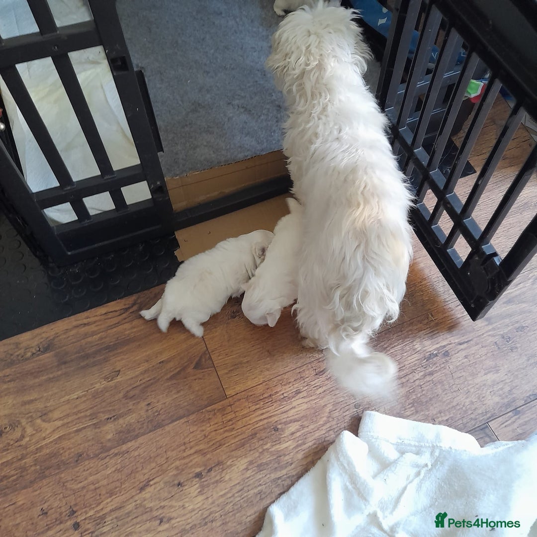 Maltese dogs for sale: Beautiful Maltese puppies ready to go. - Image 16