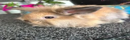 Lionhead rabbits for sale: 🦋Pure breed Teddy lionheads 🦋 - Advert 22