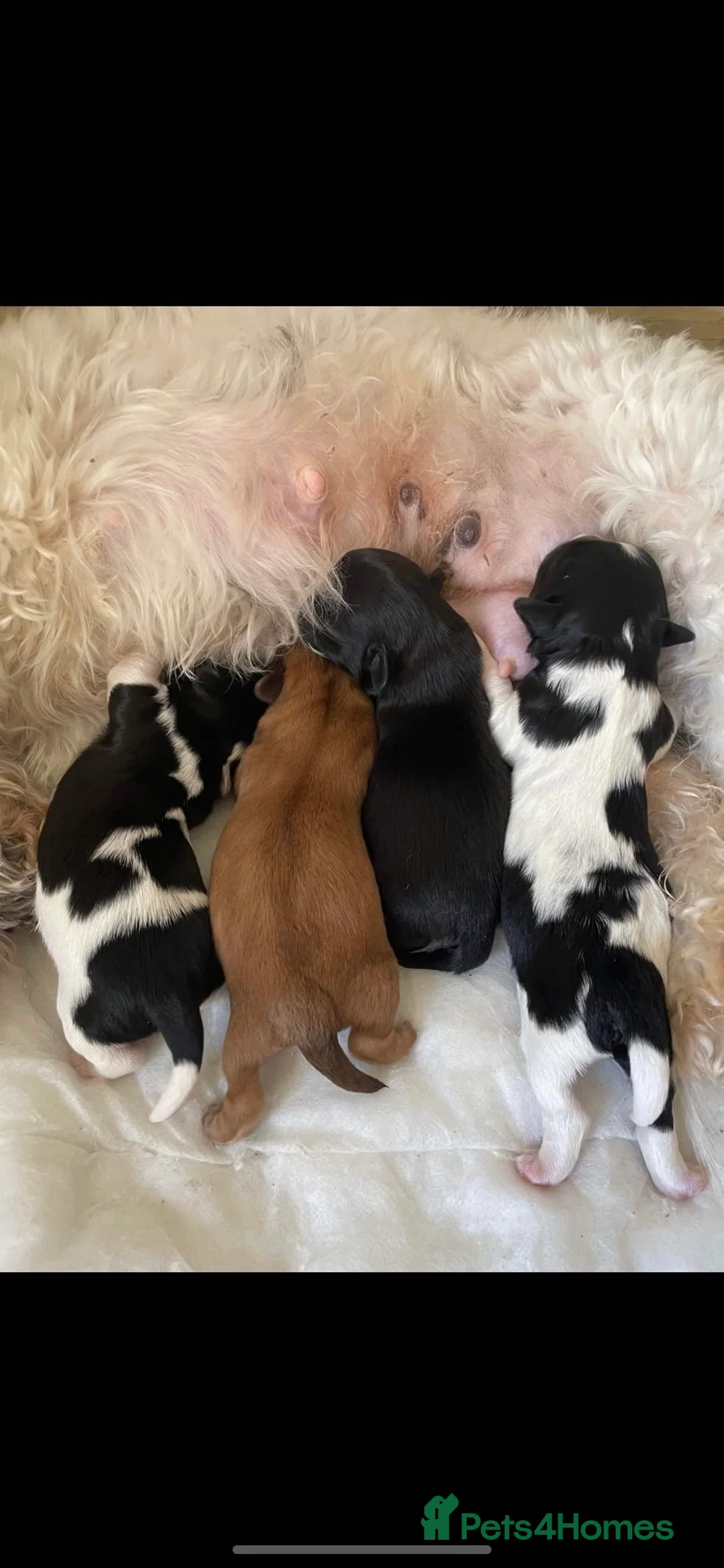 Shih Tzu dogs for stud: Lilac imperial shih tzu for stud in Clydebank - Advert 11