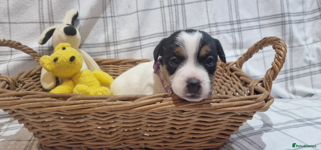 Jack Russell dogs for sale: Stunning Jack Russells, DNA health tested parents - Advert 12
