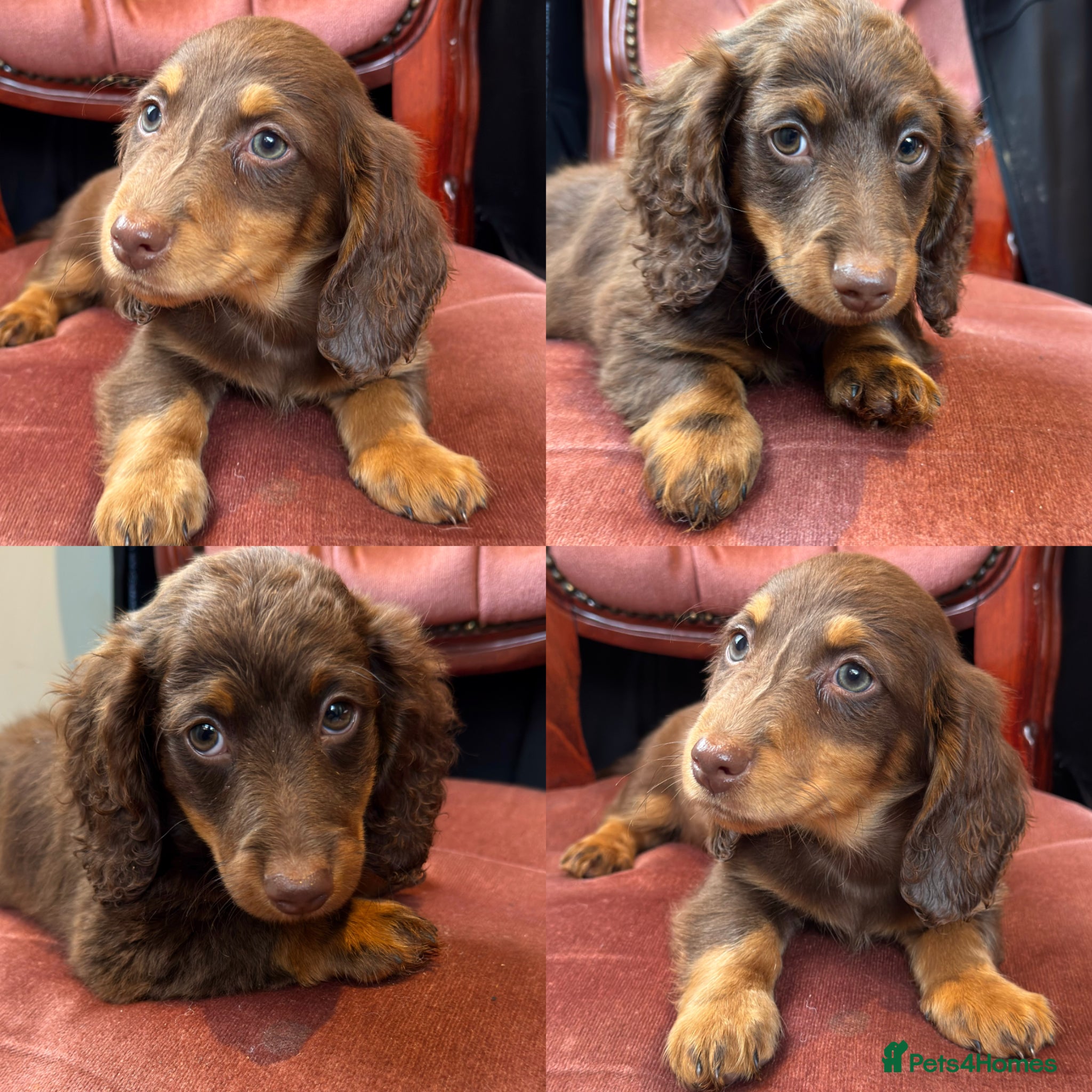 Miniature Dachshund dogs Long Hair Dachshund miniature Dapple - Advert 3