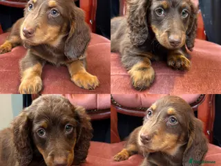 Miniature Dachshund dogs Long Hair Dachshund miniature Dapple - Advert 3
