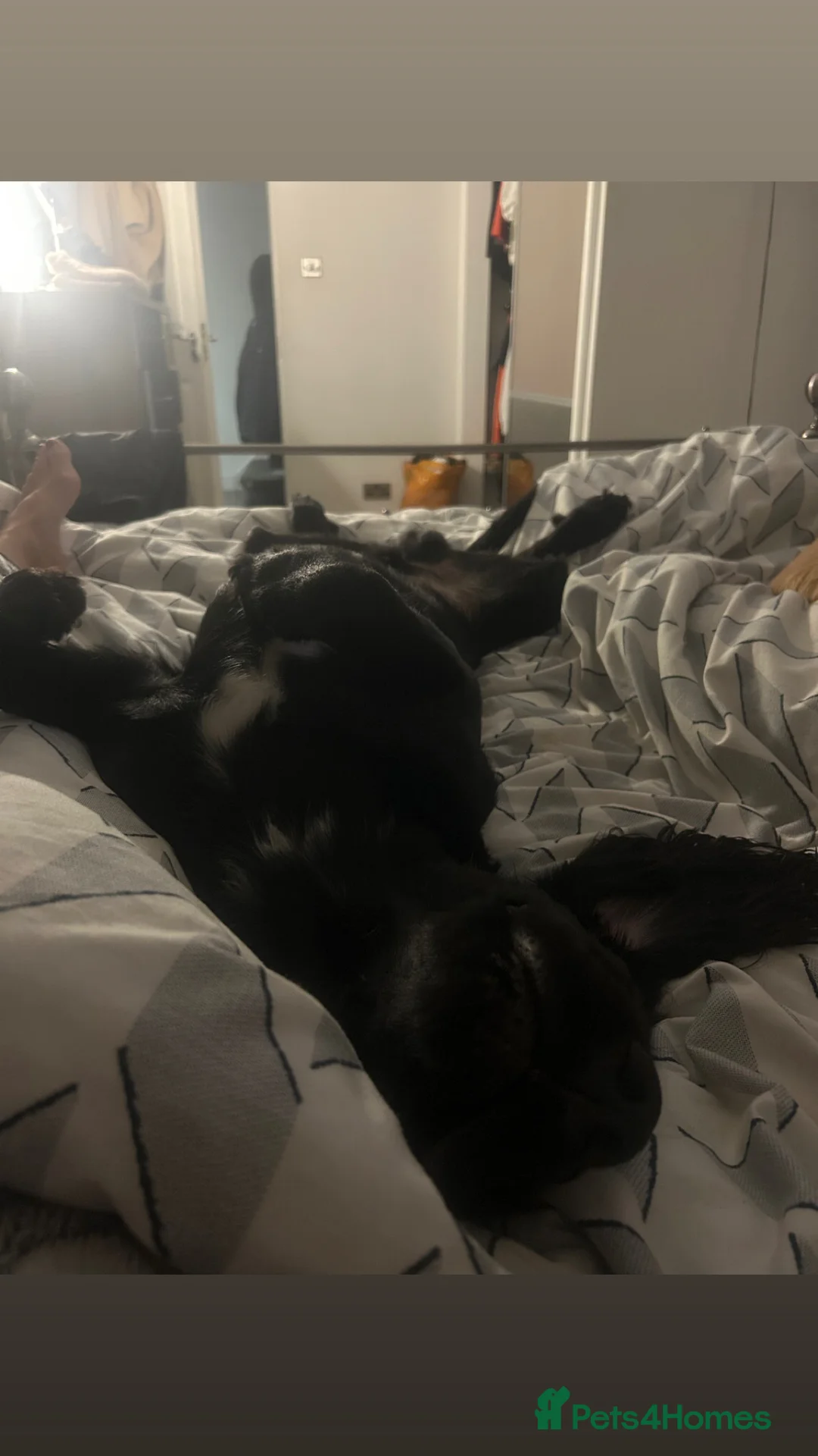 Sprocker dogs for stud: Large sprocker for stud - Advert 2