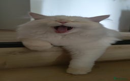 Siberian cats for sale: Adorable Neva Masquerade boys - Image 3