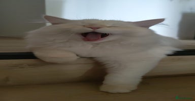 Siberian cats - Advert 5