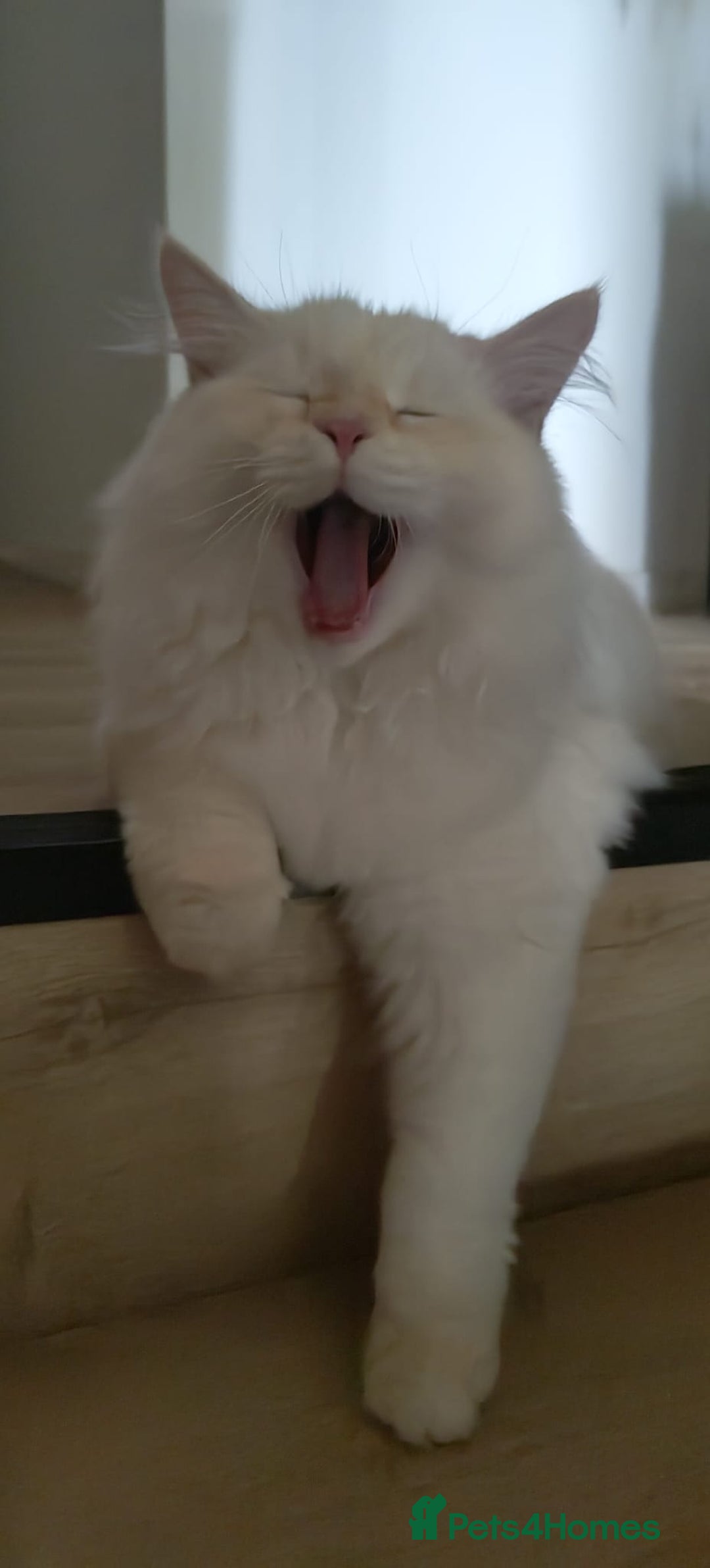 Siberian cats for sale: Adorable Neva Masquerade boys - Image 3