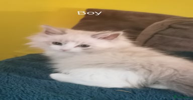 Siberian cats Siberian Neva Masquerade registered kittens  - Advert 3