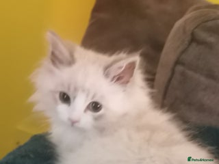 Siberian cats Siberian Neva Masquerade registered kittens - Advert 1