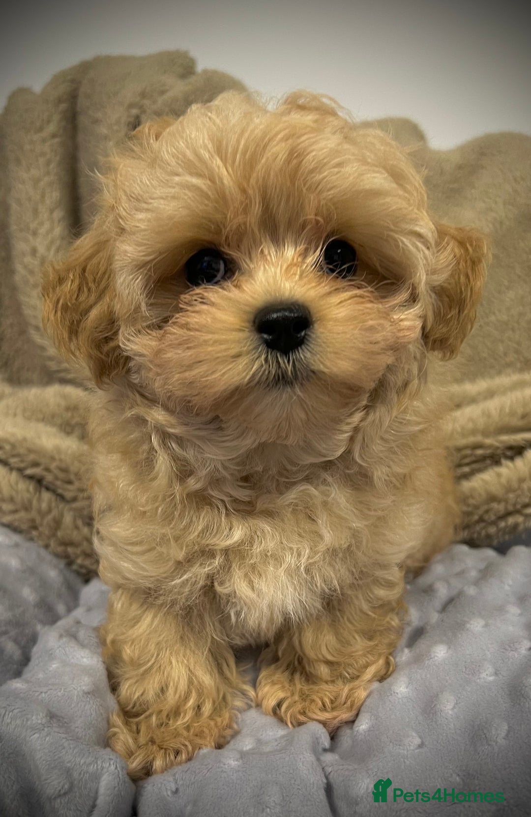 Toy Poodle dogs for sale: 🌟 Stunning Champagne Asian Toy Poodle Boy🌟 - Advert 19