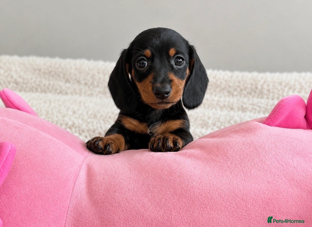 Miniature Dachshund dogs Miniature dachshund  - Advert 20