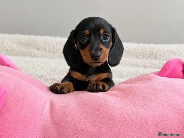 Miniature Dachshund dogs Miniature dachshund - Advert 20