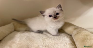 Ragdoll cats - Advert 5
