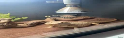 Bearded Dragon reptiles for sale: Friendly female bearded dragon aged 2 in Wilmslow - Advert 4