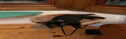 Bombay cats for sale: Beautiful black kittens looking for loving home - Advert 5