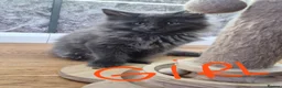 Maine Coon cats for sale: Beautiful Maine coon kittens - Advert 6