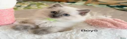 Ragdoll cats for sale: Stunning Champion bloodline TICA Ragdoll kittens - Advert 16