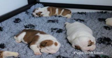 English Bulldog dogs - Advert 2