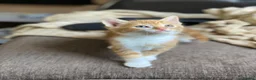 Mixed Breed cats for sale: 🐾 Adorable ginger kittens for sale, Chester 🐾  - Advert 13