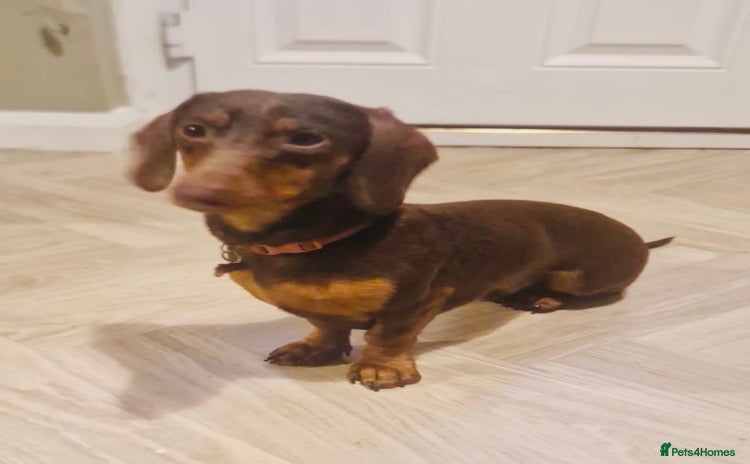 Dachshund dogs Dachshund boy - Advert 1