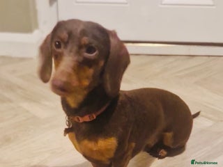 Dachshund dogs for sale: Dachshund boy - Advert 1