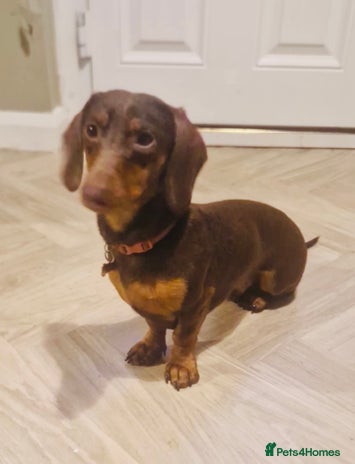 Dachshund dogs Dachshund boy - Advert 1