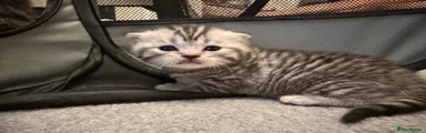 Scottish Fold 4