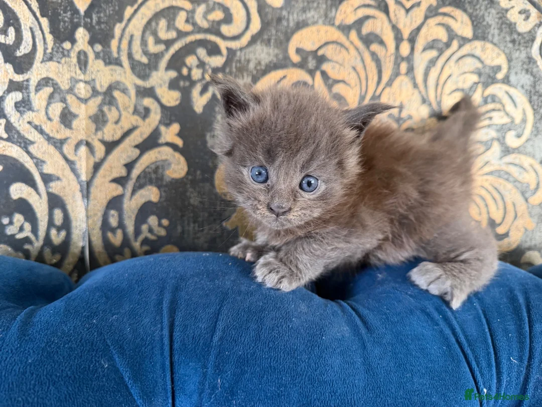 Maine Coon cats for sale: 💙 POLYDACTYL MAINE COON – SOLID BLUE BOY 💙 - Advert 7