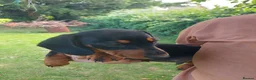 Miniature Dachshund dogs for sale: perfect true to type miniature Dachshund puppies   - Advert 7