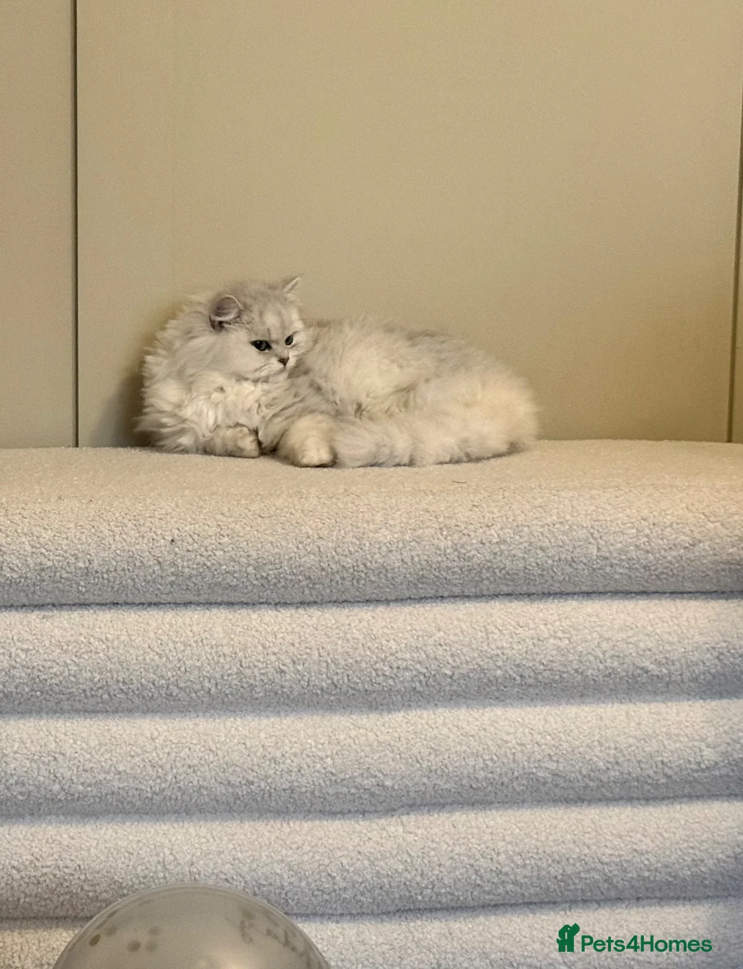 Mixed Breed cats for sale: Half Persian little boy in Buckingham - Advert 5