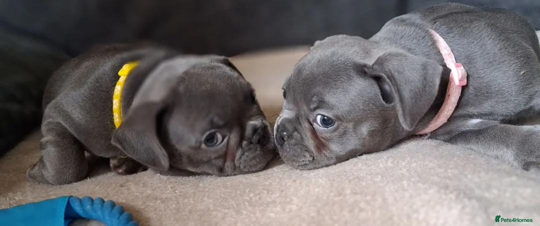 Mixed Breed dogs for sale: Exceptional Blue F1 Bully Puppies - Advert 1
