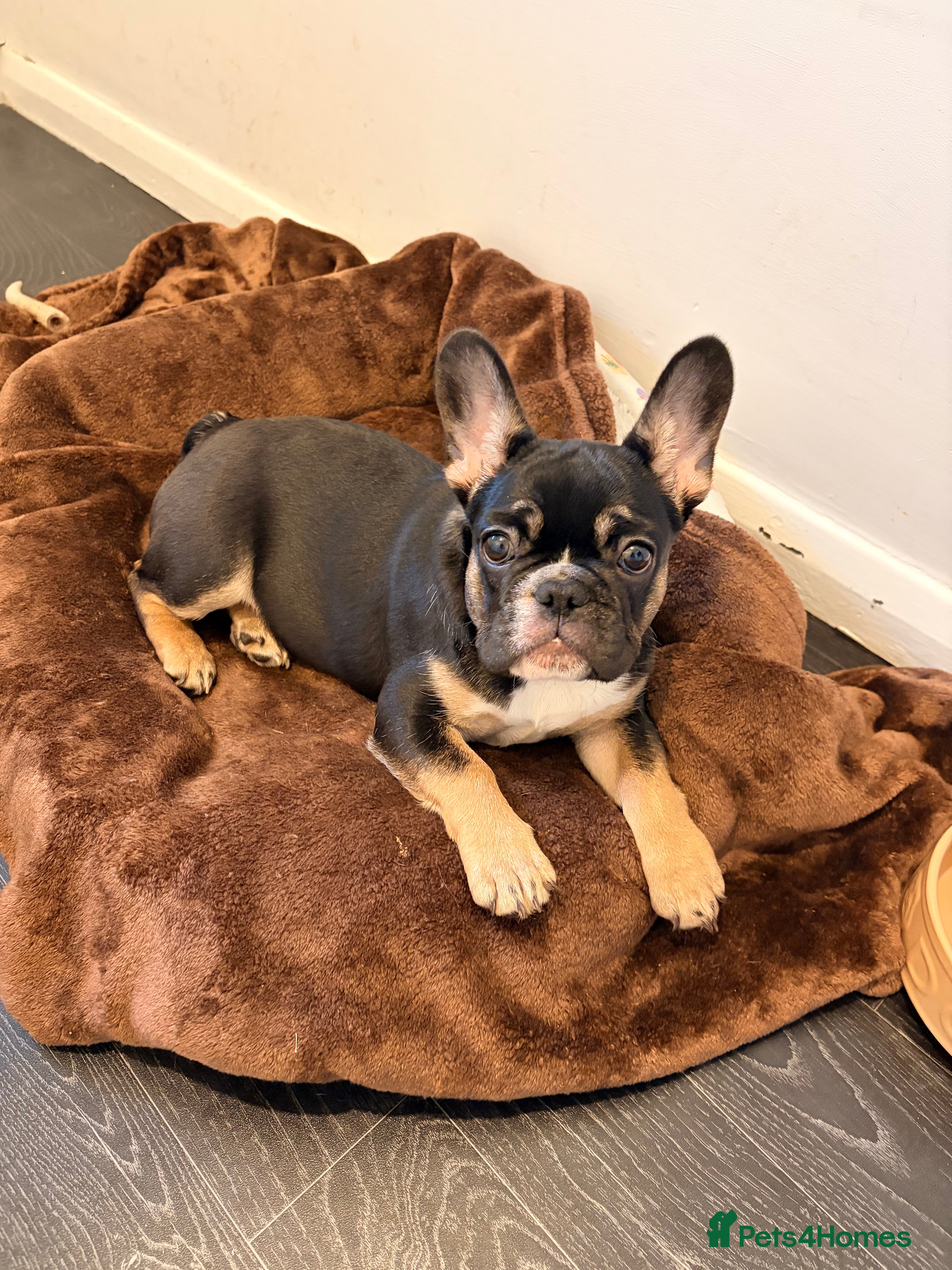 French Bulldog dogs French Bulldog - 💕Female💕 - Advert 2