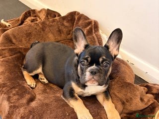 French Bulldog dogs French Bulldog - 💕Female💕 - Advert 2