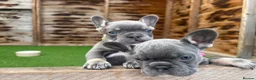French Bulldog dogs for sale: Stunning French bulldog puppies in Crewe - Advert 3