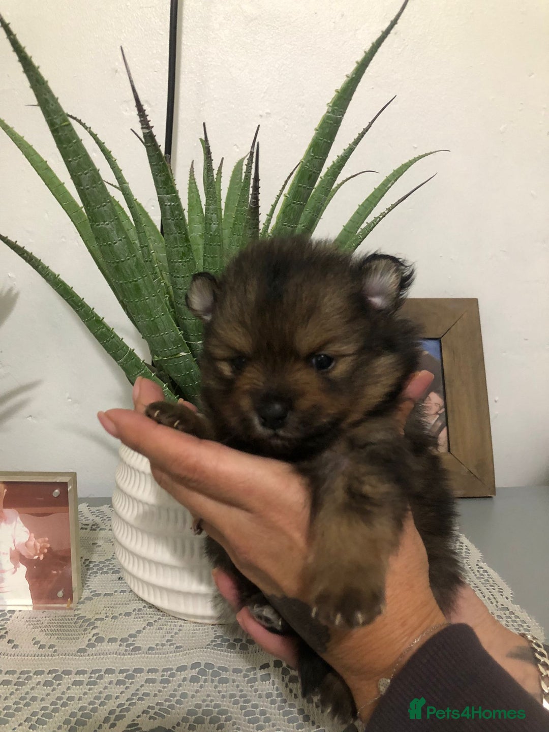 Pomeranian dogs for sale: Pomeranian Puppies  - Advert 2