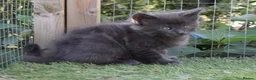 Maine Coon cats for sale: Tica registered DNA tested parents poly Maine Coon - Advert 24