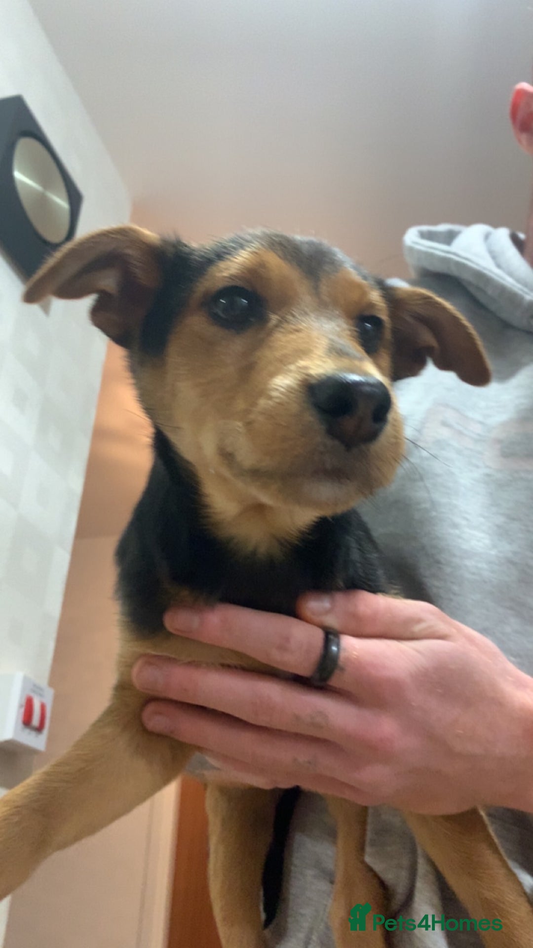 Airedale Terrier dogs for sale: Our little dog - Advert 1