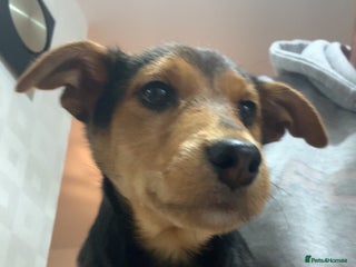 Airedale Terrier dogs Our little dog - Advert 2